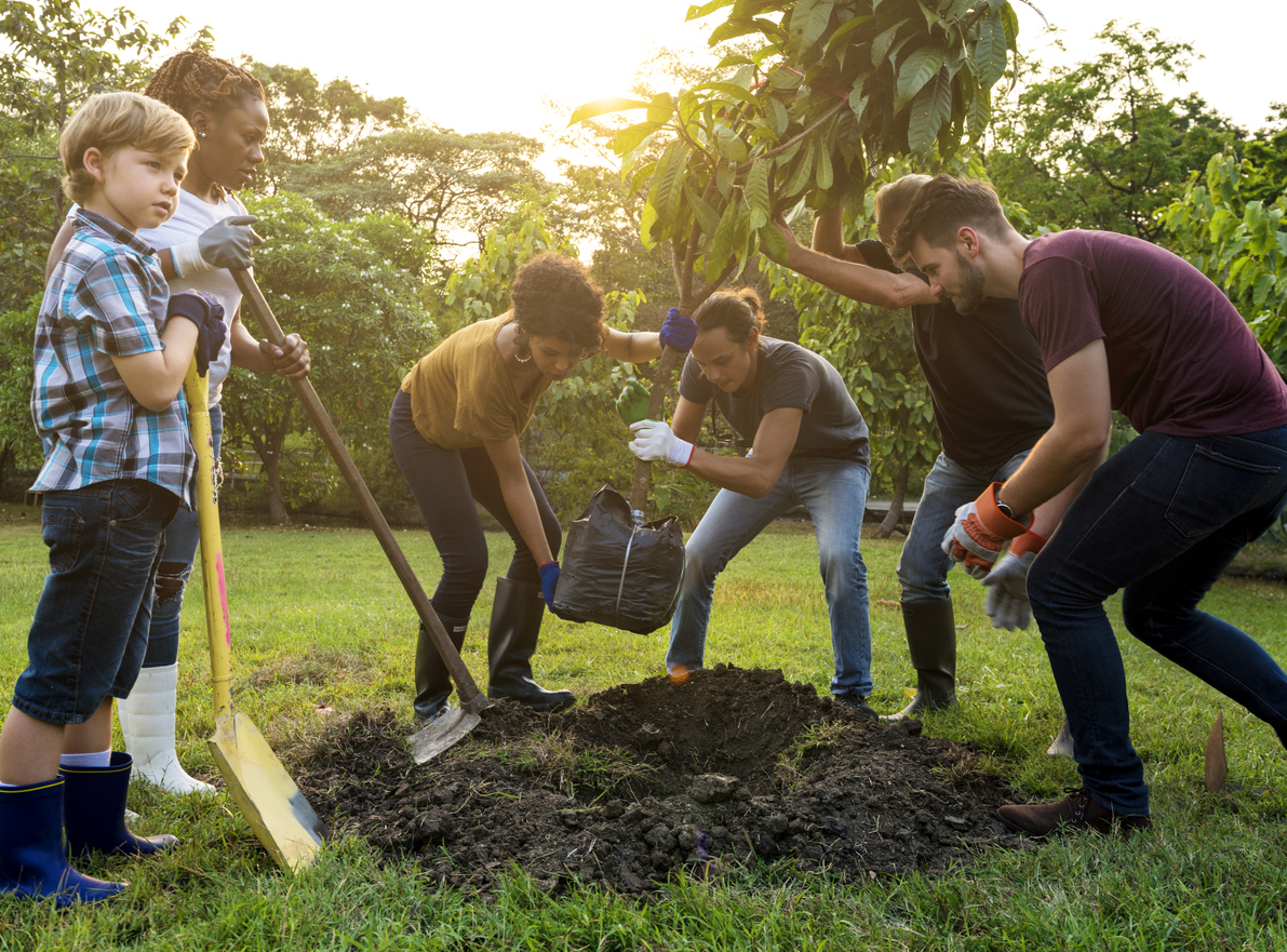 eco friendly tree planting initiative