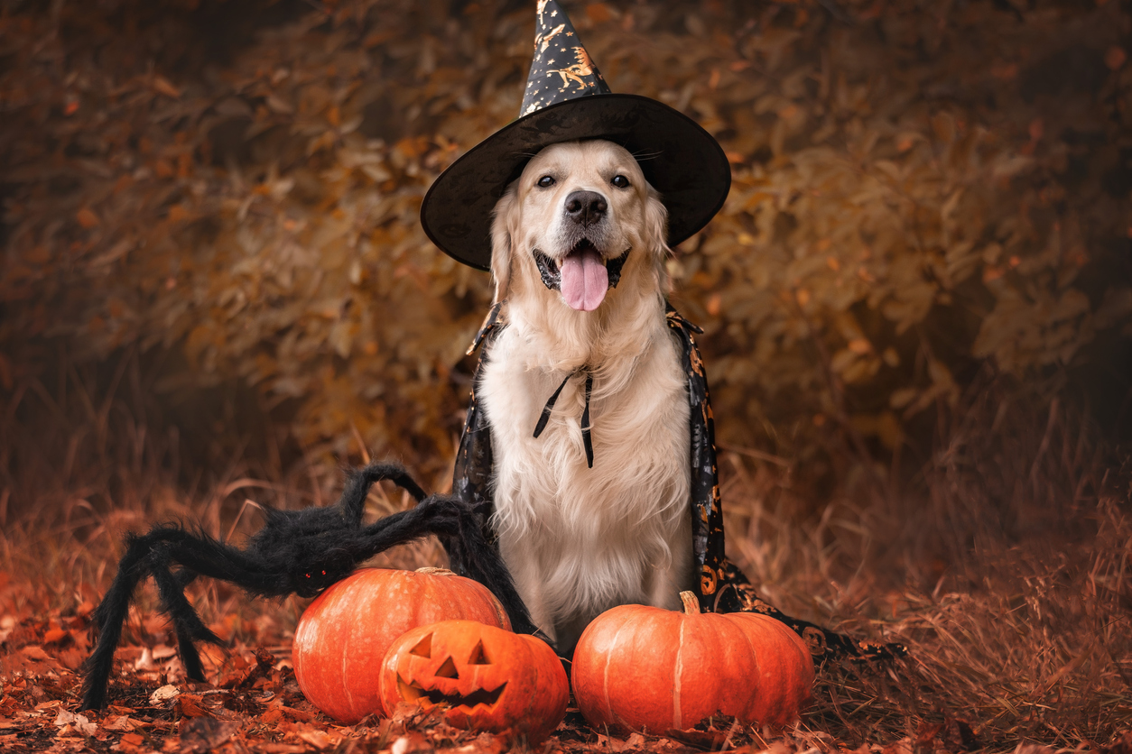 Happy Halloween from DigiHype Media's Furry Friends!